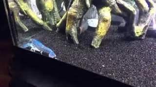 Blue lobster tank