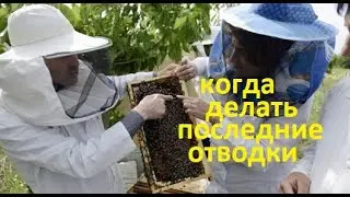 #Пчёлы. Последние отводки на пасеке в сезоне. Размеры и сроки. На мёд и на запасных маток