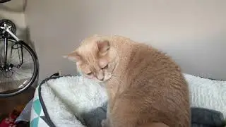 Cat grooms bed, gets stratches