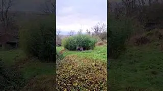 Gorilla eating bamboo outside! #gorilla #eating #bamboo