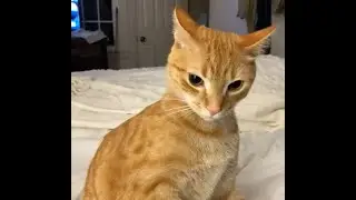 gatos