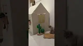 Лелик на страже 👮‍♀️
