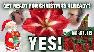 Get Your Amaryllis Ready For Christmas! | August Tips from Prof. Steve | The Garden Hotline