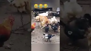 #дослез #funnyvideo
