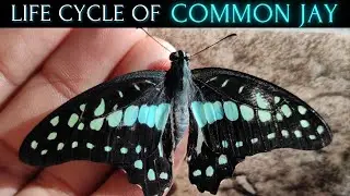 LIFE CYCLE OF COMMON JAY BUTTERFLY 🦋 | Graphium Doson | #butterfly #insects