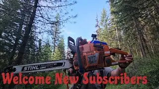 Tamarack Back Cut First. #firewood #gopro #chainsawman #square grind