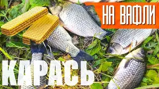 Эта прикормка удивила!!! Рыбалка на КАРАСЯ на ВАФЛИ! Карась на донку