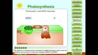 Photosynthesis, part 6: Photosystem I and NADP-redukctase