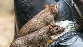 Air Rifle Hunting, Winters Here And The Rats Are Ravenous