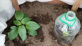 Высадила  огурцы и сладкий перец в теплицу. Ура!💃 