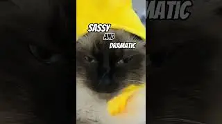 I am SAD everyone. 😿 #cat #cats #meow #capcut #shorts #funny #facts #sad