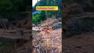 Manok