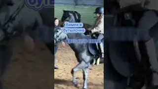 Сегодня ездила смотреть лошадь зовут Брест я его куплю возможно