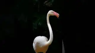 The correct neck of a flamingo,, #birds #wildlife #animals