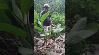 Wild Plants Shopping in the Jungle 