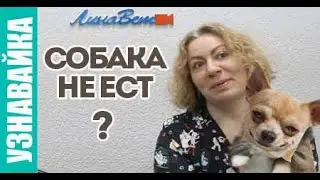 Почему собака не ест? Собака не ходит в туалет, что делать?