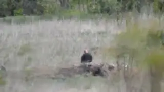 работа снайпера по нацикам. гадить надо в другом месте