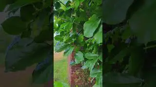 Nature ♥️❤️💞💥#arabic #shortvideos #beautiful #viralvideos #trending #nature #shortsviral #shorts