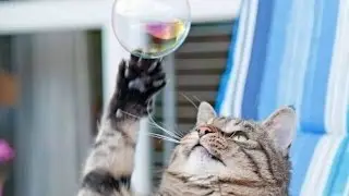 РЕАКЦИЯ КОШКИ НА МЫЛЬНЫЕ ПУЗЫРИ !!!!