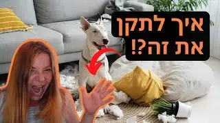איך להשאיר כלב לבד בבית?! - שלושת השלבים שאסור לפספס