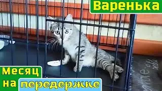 Варенька. Месяц на передержке.