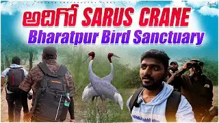 మనిషి కన్నా ఎత్తు అయినా పక్షి | Bharatpur bird sanctuary | keoladeo national park |