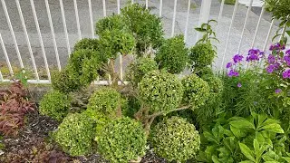 Cloud Pruning #3 Of 3 For A Large Boxwood (4K)  - August 31, 2024