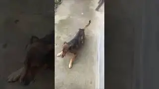 КЕШКАРИКУС