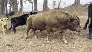 2/11/23 Winter Grazing Dexter Cattle