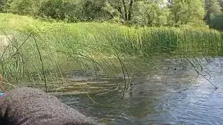 Самостоятельность Алисы.