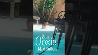 Funny Dog! Doxie Gets Zen in Sun & Wind  #shorts