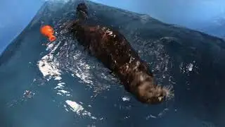 Joey shows off his swimming, diving and rolling skills