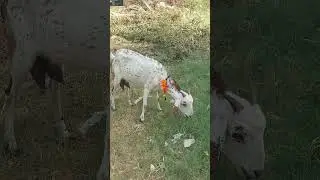 #shorts | #shortsfeed | #shortvideo | Qurbani Kay Janwar | Beautiful Qurbani Janwar