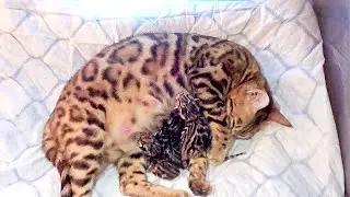 Bengal Cat giving birth to 4 kittens - First Time Giving Birth!