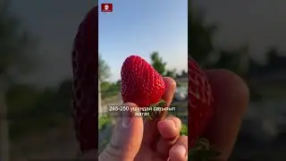 Кулпунайдан 500-600 миң киреше