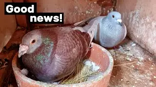My pigeons are growing up fast!
