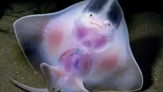 ТОП 10 САМЫХ НЕОБЫЧНЫХ МОРСКИХ ОБИТАТЕЛЕЙ