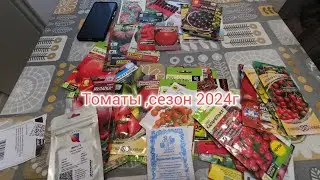 Мои томаты 2024г.Обзор семян. Черри, биф ,карлики.