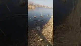 зарыбление