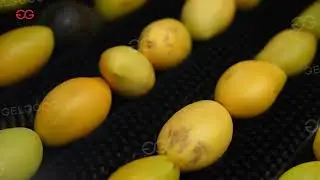 Mango Grading Machine Line #size #grading