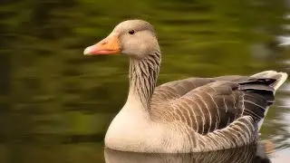 Top 50 curiozitati despre GASTE