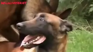 WILDLIFE // Dogs on heating // mating period