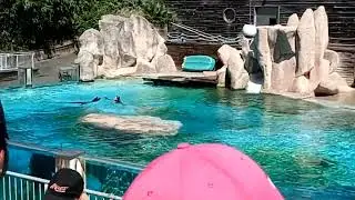 Концерт тюлений в зоопарке, это просто класс!!!