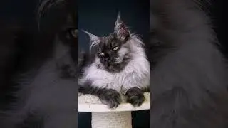Шикарный мальчик Uragan Iz Polosatoy Bandy #котенокмейнкун #мейнкун #котята #kitten #mainecoon