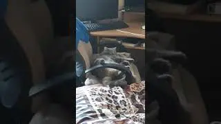 Кот Лунтик отдыхает