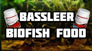 La MEILLEURE nourriture pour poisson!