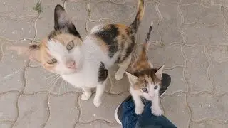 A cute kitten who looks like her mother and helps her to ask me for food.
