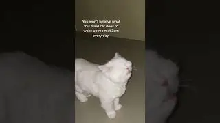 Blind cat wakes up mom with cutest squeaks 🥺 - moet the blind cat tiktok #shorts