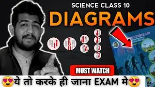 Class 10th Diagram Based Questions in Biology   Science Diagram for Class 10th 2022 Boards