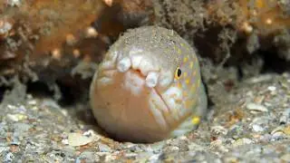 Facts: Snake Eels
